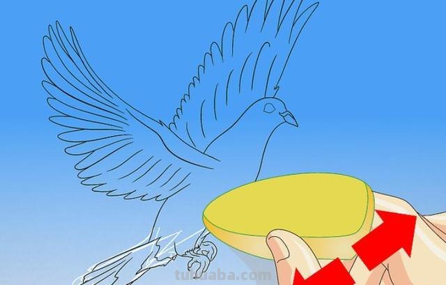 信鸽怎么画简笔画图片（信鸽怎么画简笔画图片大全）