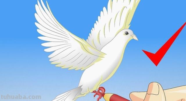 信鸽怎么画简笔画图片（信鸽怎么画简笔画图片大全）