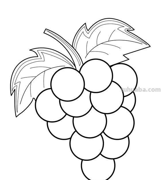水果蔬菜高清简笔画手稿，跟着临摹