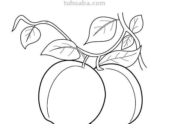 水果蔬菜高清简笔画手稿，跟着临摹