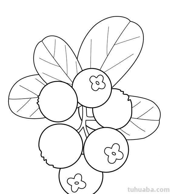 水果蔬菜高清简笔画手稿，跟着临摹