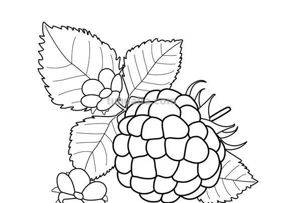 水果蔬菜高清简笔画手稿，跟着临摹