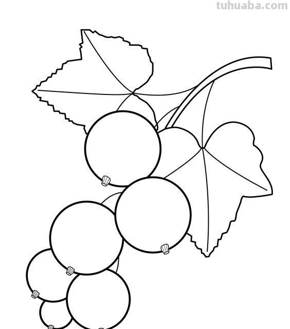 水果蔬菜高清简笔画手稿，跟着临摹
