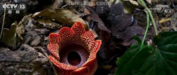 多样的生物 多样的精彩|热带雨林寄生花:与濒危植物再结“今生缘” 多样的生物 多样的精彩|热带雨林寄生花:与濒危植物再结“今生缘”