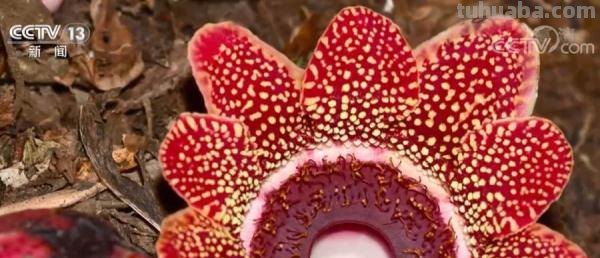 多样的生物 多样的精彩|热带雨林寄生花:与濒危植物再结“今生缘” 多样的生物 多样的精彩|热带雨林寄生花:与濒危植物再结“今生缘”