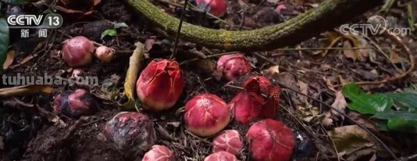 多样的生物 多样的精彩|热带雨林寄生花:与濒危植物再结“今生缘” 多样的生物 多样的精彩|热带雨林寄生花:与濒危植物再结“今生缘”