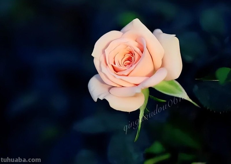 送你一朵玫瑰花，喜欢吗？（附详细教程）