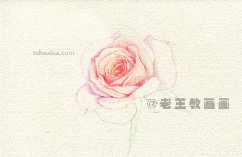 送你一朵玫瑰花，喜欢吗？（附详细教程）