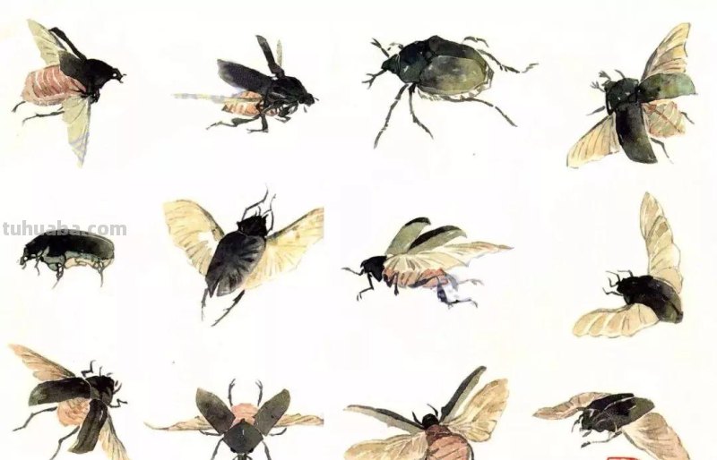 太棒了！一招教您学会各种小昆虫的画法