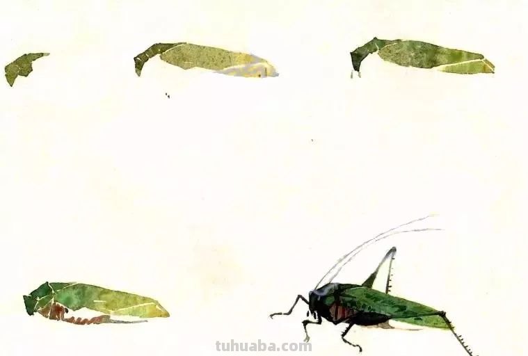 太棒了！一招教您学会各种小昆虫的画法