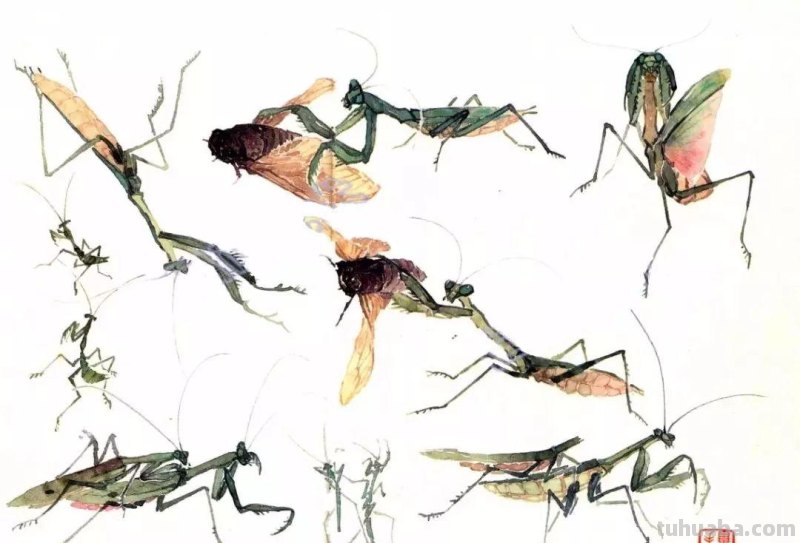 太棒了！一招教您学会各种小昆虫的画法