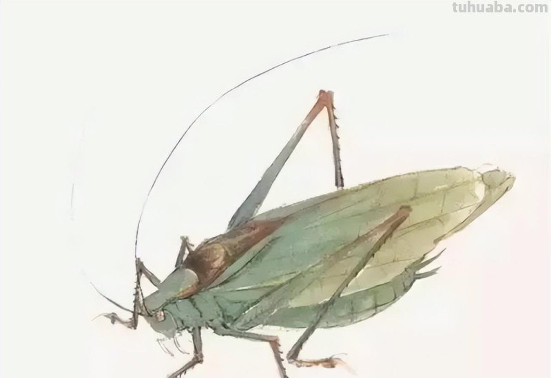 几种常见的草虫写意画法，快收藏！