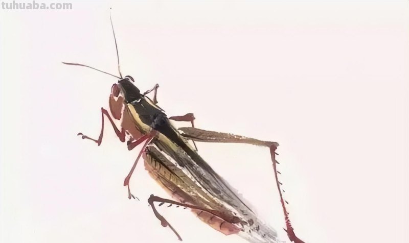 几种常见的草虫写意画法，快收藏！