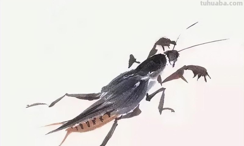 几种常见的草虫写意画法，快收藏！