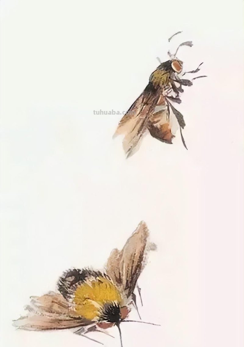 几种常见的草虫写意画法，快收藏！