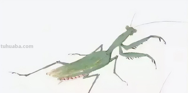 几种常见的草虫写意画法，快收藏！