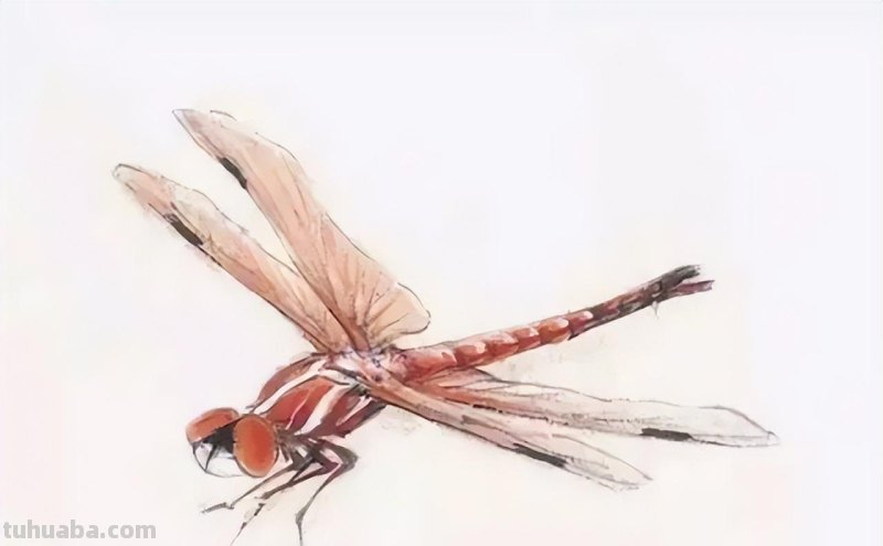 几种常见的草虫写意画法，快收藏！