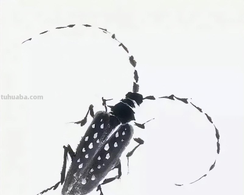 几种常见的草虫写意画法，快收藏！