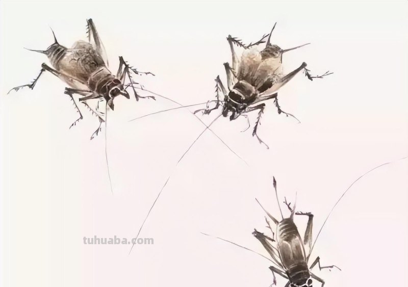 几种常见的草虫写意画法，快收藏！