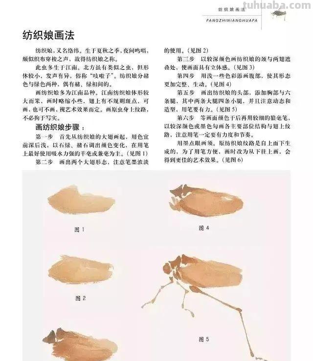 几种常见的草虫写意画法，快收藏！