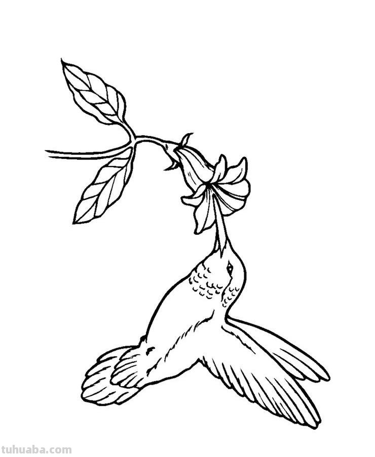 鸟儿的简笔画线稿，周末临摹