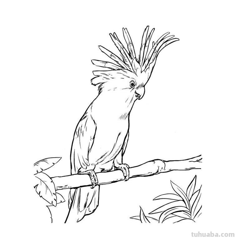 鸟儿的简笔画线稿，周末临摹