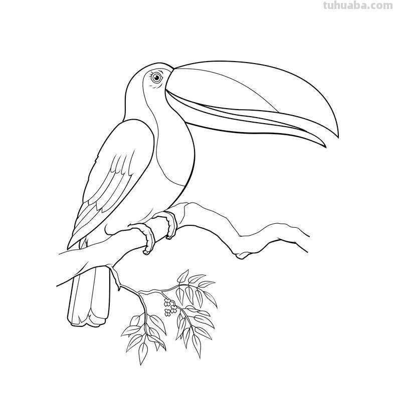 鸟儿的简笔画线稿，周末临摹