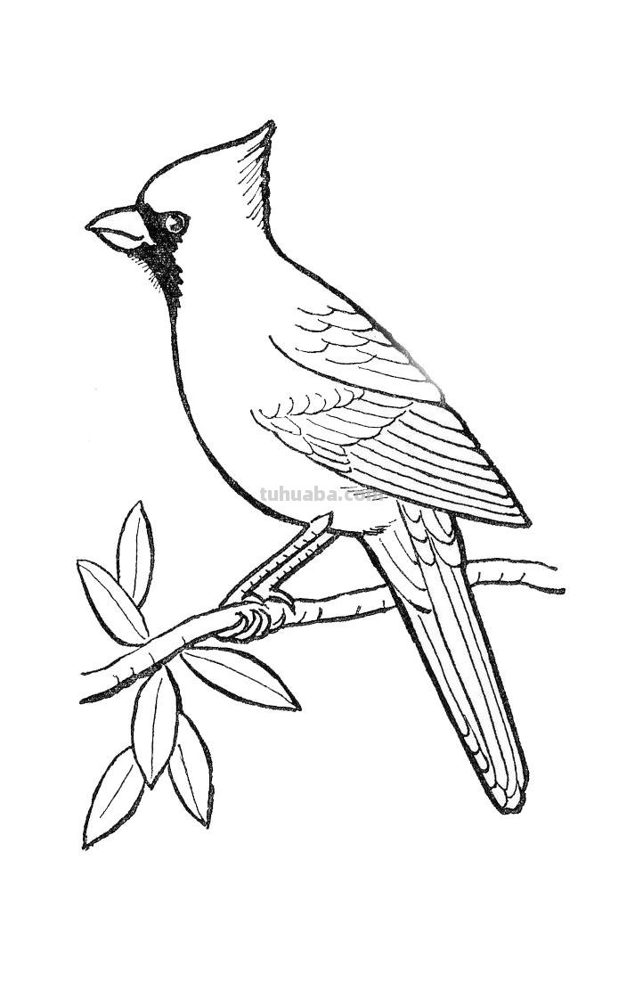 鸟儿的简笔画线稿，周末临摹