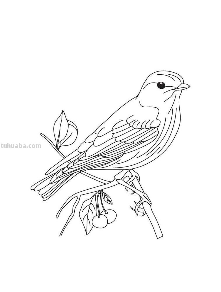 鸟儿的简笔画线稿，周末临摹