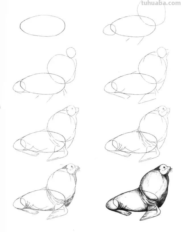 50个海洋生物的简笔画教程，珍藏版！