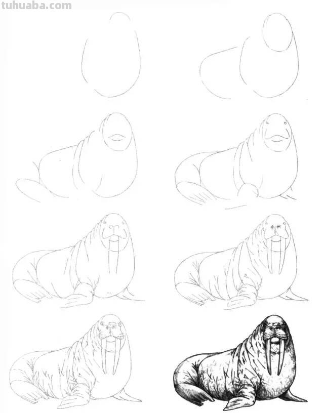 50个海洋生物的简笔画教程，珍藏版！