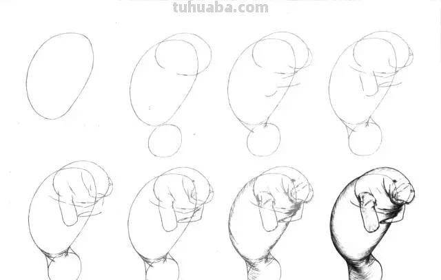 50个海洋生物的简笔画教程，珍藏版！