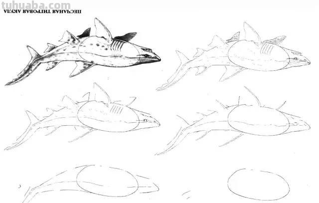 50个海洋生物的简笔画教程，珍藏版！