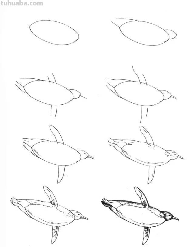 50个海洋生物的简笔画教程，珍藏版！
