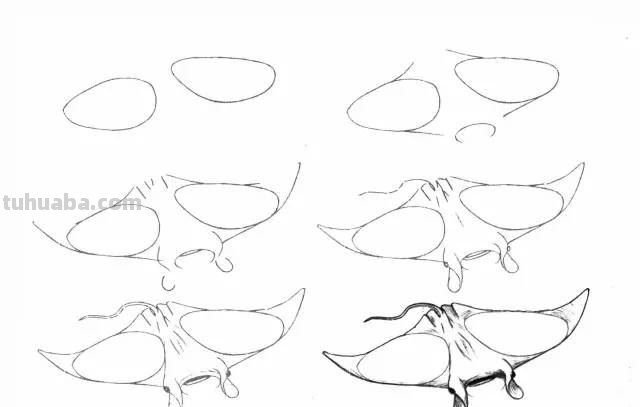 50个海洋生物的简笔画教程，珍藏版！