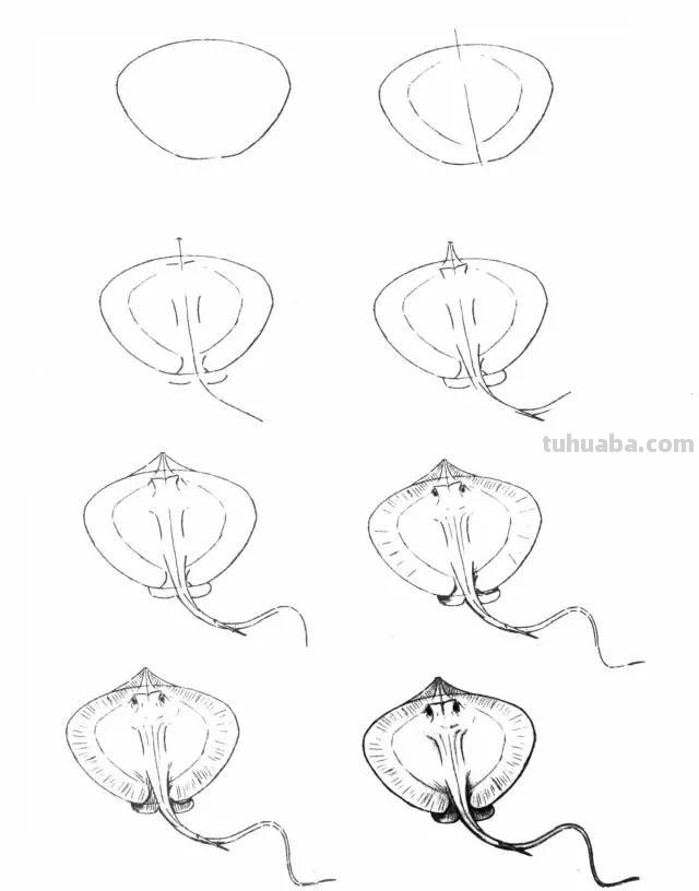 50个海洋生物的简笔画教程，珍藏版！