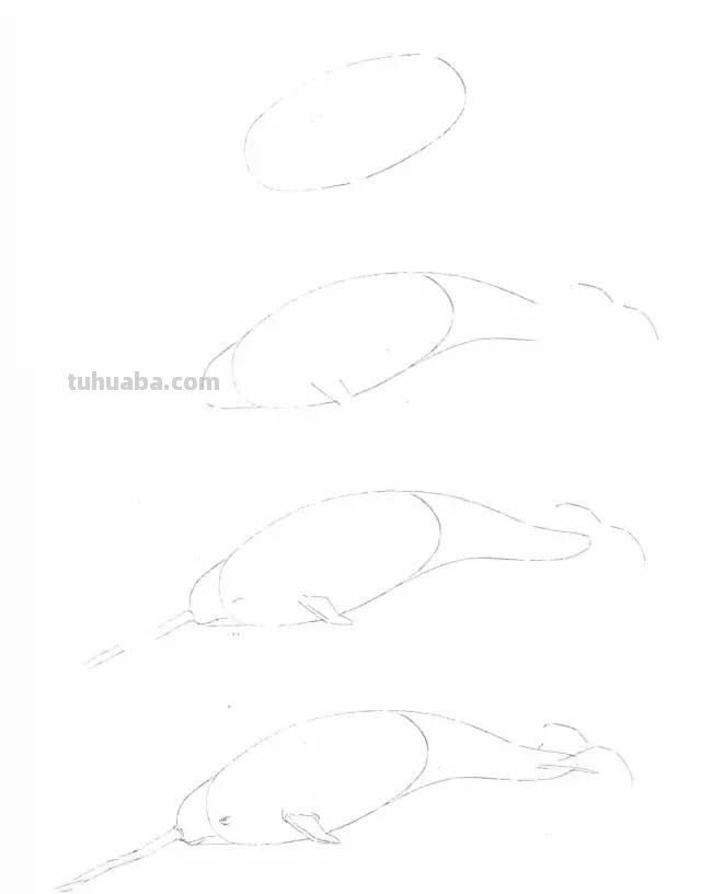 50个海洋生物的简笔画教程，珍藏版！