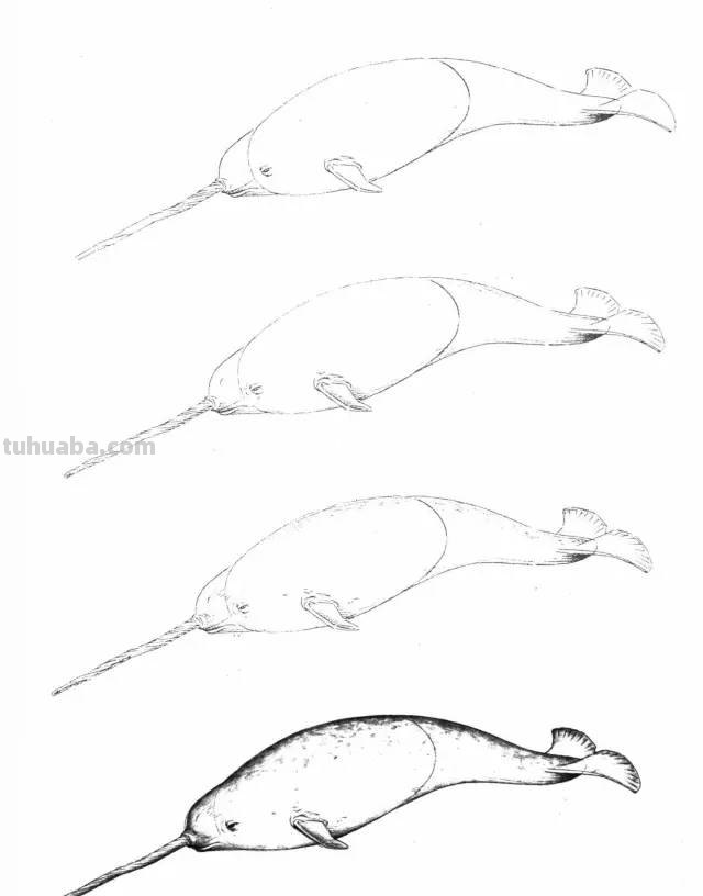 50个海洋生物的简笔画教程，珍藏版！