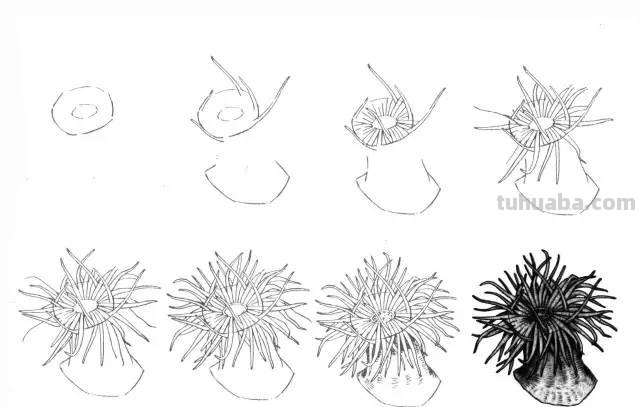 50个海洋生物的简笔画教程，珍藏版！
