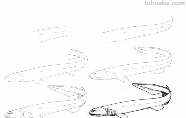 50个海洋生物的简笔画教程，珍藏版！