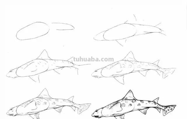 50个海洋生物的简笔画教程，珍藏版！