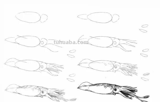 50个海洋生物的简笔画教程，珍藏版！