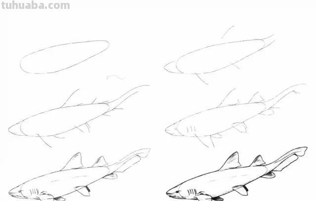 50个海洋生物的简笔画教程，珍藏版！