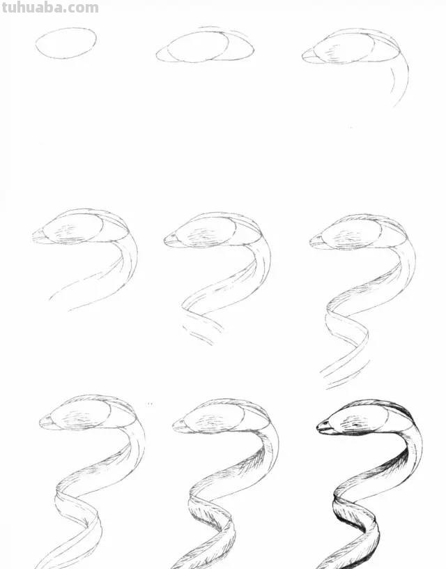 50个海洋生物的简笔画教程，珍藏版！