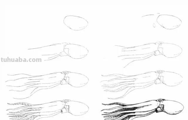 50个海洋生物的简笔画教程，珍藏版！