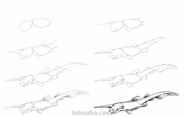 50个海洋生物的简笔画教程，珍藏版！