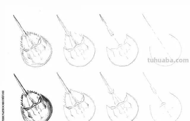 50个海洋生物的简笔画教程，珍藏版！