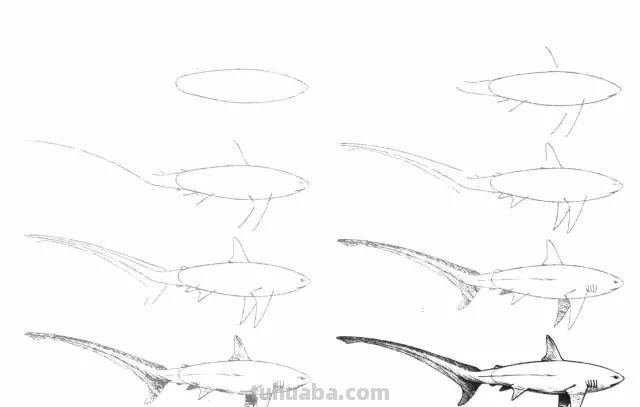 50个海洋生物的简笔画教程，珍藏版！