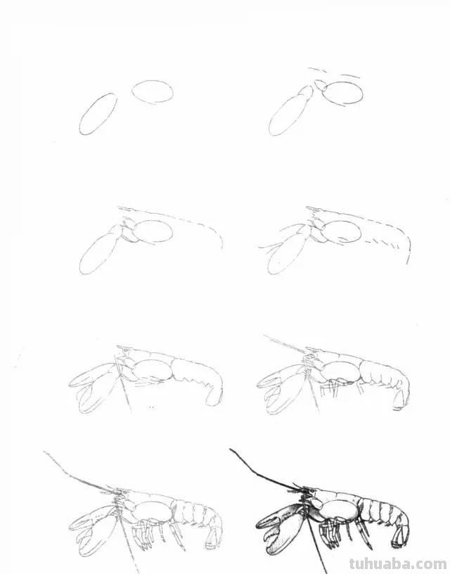 50个海洋生物的简笔画教程，珍藏版！