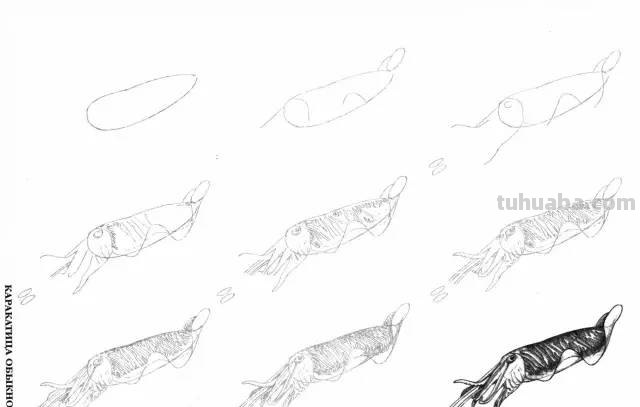 50个海洋生物的简笔画教程，珍藏版！